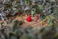 Small red wild forest strawberry on wooden table among drying mint and herbs. Herbal and fruit tea collection from plants, flowers Royalty Free Stock Photo