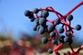 small red wild grape fruit berries in closeup view on long stems. abstract view with blue sky.