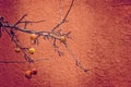 Small red wild paradise apples on an autumn leafless tree branc