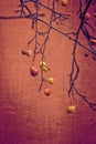 Small red wild paradise apples on an autumn leafless tree branc Royalty Free Stock Photo