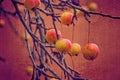 Small red wild paradise apples on an autumn leafless tree branc