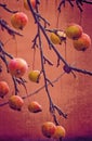 Small red wild paradise apples on an autumn leafless tree branc Royalty Free Stock Photo