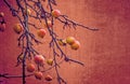 Small red wild paradise apples on an autumn leafless tree branc