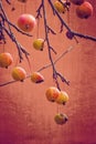 Small red wild paradise apples on an autumn leafless tree branc