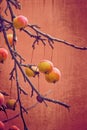 Small red wild paradise apples on an autumn leafless tree branc
