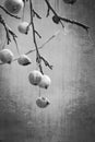 Small red wild paradise apples on an autumn leafless tree branc