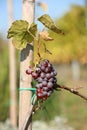 Small red wine graves