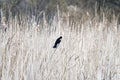 Small red wing blackbird perched among light spring reeds, beaut
