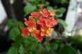 Small red & yellow color jungle geranium flowers Royalty Free Stock Photo