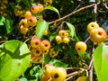 Small red-yellow fruits of wild Apple tree in the garden in summer Royalty Free Stock Photo