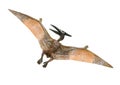 A small red and yellow Pterodactyl toy front and back looking to its left Royalty Free Stock Photo