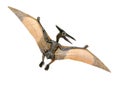 A small red and yellow Pterodactyl toy front and back looking to its left Royalty Free Stock Photo