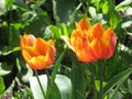 Red-yellow tulip flowers Royalty Free Stock Photo