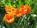 Red-yellow tulip flowers Royalty Free Stock Photo