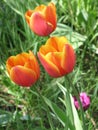 Red-yellow tulip flowers Royalty Free Stock Photo