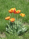 Red-yellow tulip flowers Royalty Free Stock Photo