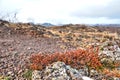 Succulent plant in a desertlike landscape Royalty Free Stock Photo