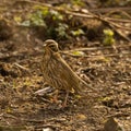 Small redwing a patch of grass and soil on a sunny day Royalty Free Stock Photo