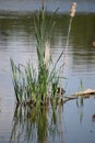 Ducks in a Reed island shelter