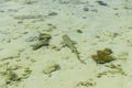 Small reef shark swims in transparent water of Indian ocean. Royalty Free Stock Photo