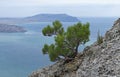 Small relict pine tree on a rocky cliff on the background of the