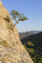 Small relict pines on a steep rocky slope.