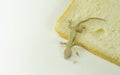 A small reptile - Dead lizard Gecko lying on my bread