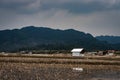 Small resting hut at countryside tarnish framing rice field at morning with cloudy sky