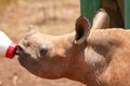 Small rhino drinking milk from bottle