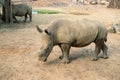 Small rhino without horn. Rhinoceros in zoo enclosure. Endangered african animal. Huge herbivorous of hot climate