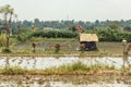 A small rice field in an Asian village. In the middle of the field is a small house with a straw roof Royalty Free Stock Photo