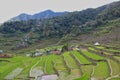 Small rice plants on beautiful rice terraces in Batad Royalty Free Stock Photo