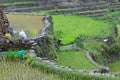 Small rice plants and women working on the rice fields in Batad Royalty Free Stock Photo