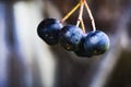 small ripe chokeberries Royalty Free Stock Photo
