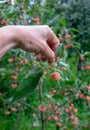 A man`s hand holds a small paradise apple with green leaves in the garden