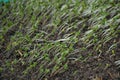 The small ripe green cabbage plant seedlings in the garden Royalty Free Stock Photo