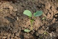 The small ripe green cabbage plant seedlings in the garden Royalty Free Stock Photo