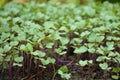 The small ripe green cabbage plant seedlings in the garden Royalty Free Stock Photo