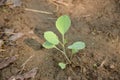 The  small ripe green cabbage plant seedlings in the garden Royalty Free Stock Photo