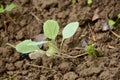 The small ripe green cabbage plant seedlings in the garden Royalty Free Stock Photo