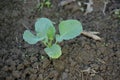 The small ripe green cabbage plant seedlings in the garden Royalty Free Stock Photo