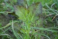 The small ripe green mustered plant in the farm