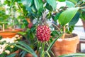 Small ripe pineapple in a tropical greenhouse Royalty Free Stock Photo