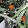 Small ripe pineapples growing in containers Royalty Free Stock Photo