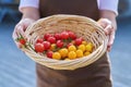 Small ripe yellow and red cherry tomatoes on branch in wicker basket in hands of woman Royalty Free Stock Photo