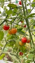 small ripening red and yellow tomatoes on a branch. Royalty Free Stock Photo