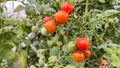 small ripening red and yellow tomatoes on a branch. Royalty Free Stock Photo