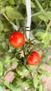 small ripening red and yellow tomatoes on a branch. Royalty Free Stock Photo