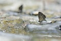 Small ripple butterfly in water