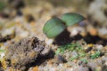 Small rising plant, radish Royalty Free Stock Photo